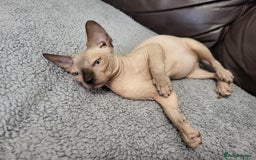 Sphynx cats for sale: Sphynx Healthy happy  boys   - Image 9