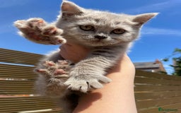Scottish Fold cats for sale: Beautiful scotish fold straight ear kittens 🐱 ❤️ in Altrincham - Image 24