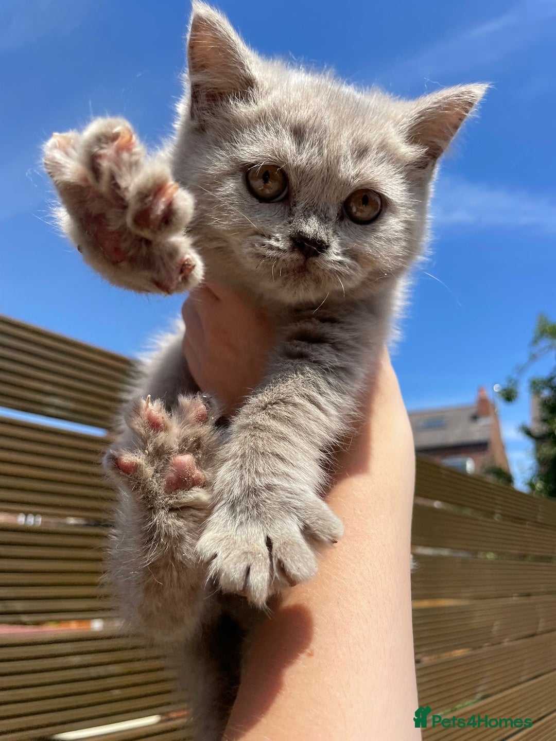 Scottish Fold cats for sale: Beautiful scotish fold straight ear kittens 🐱 ❤️ in Altrincham - Image 24