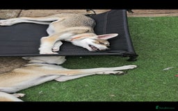 Saarloos Wolfdog dogs for sale: Wolfdog puppies. 1 boy, 3 girls available  in Wigan - Image 30