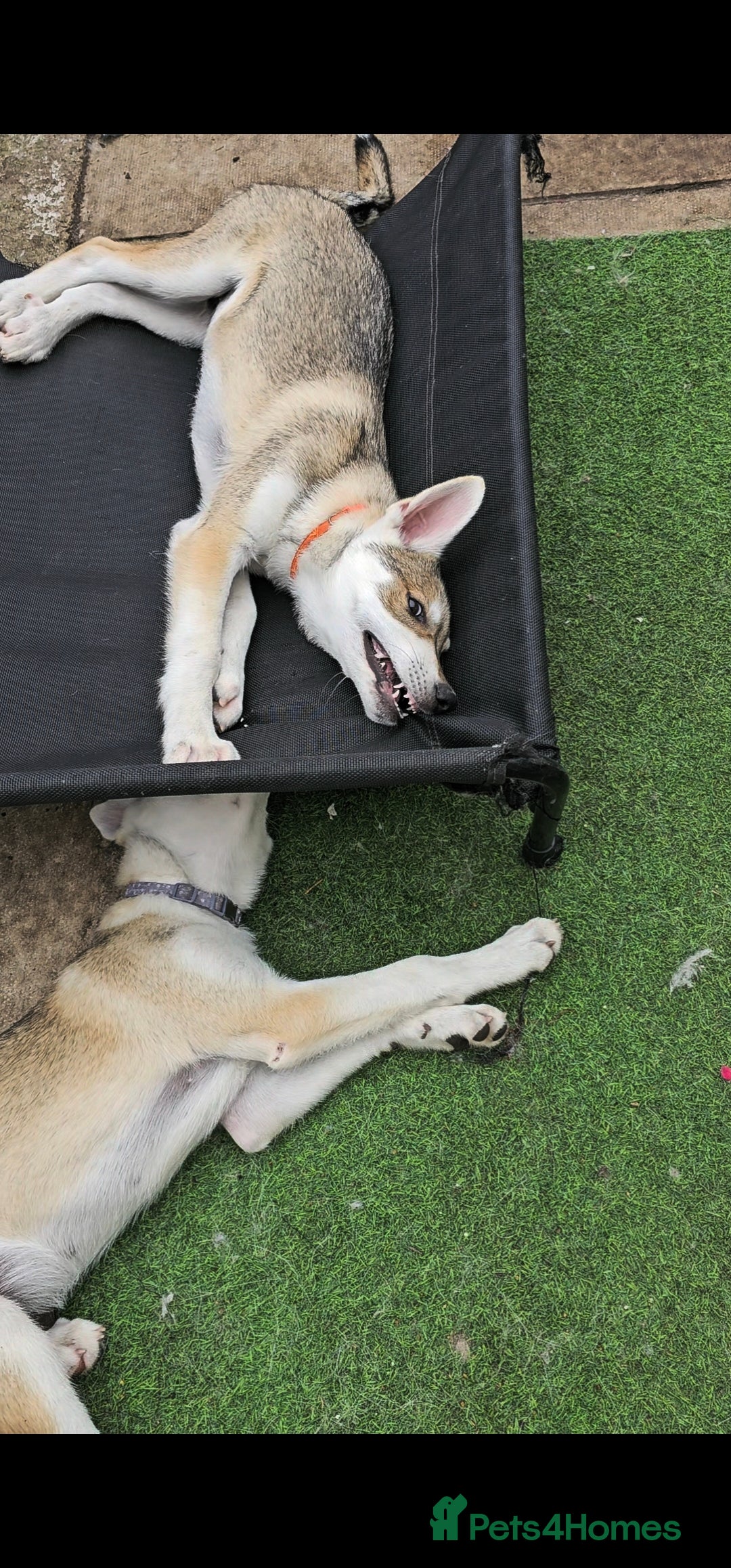Saarloos Wolfdog dogs for sale: Wolfdog puppies. 1 boy, 3 girls available  in Wigan - Image 30