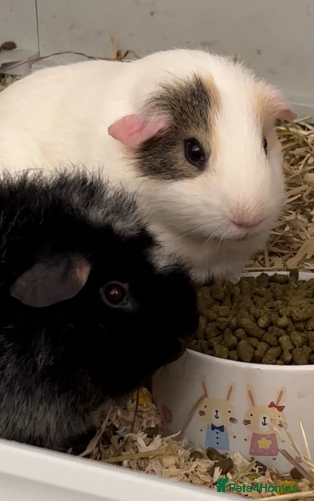 Guinea Pig rodents for sale: Male and female guinea pigs in Southampton - Advert 1