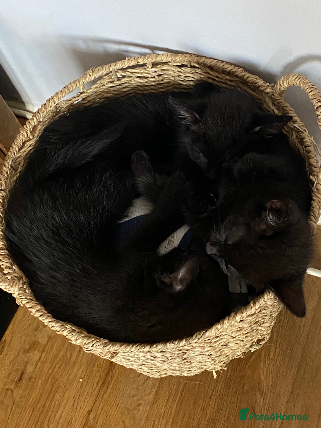 Russian Blue cats for sale: Russian blue cross bengal kittens - Image 6