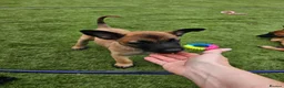 Belgian Shepherd Dog dogs for sale: 2 Belgian Malinois female pups - Advert 9