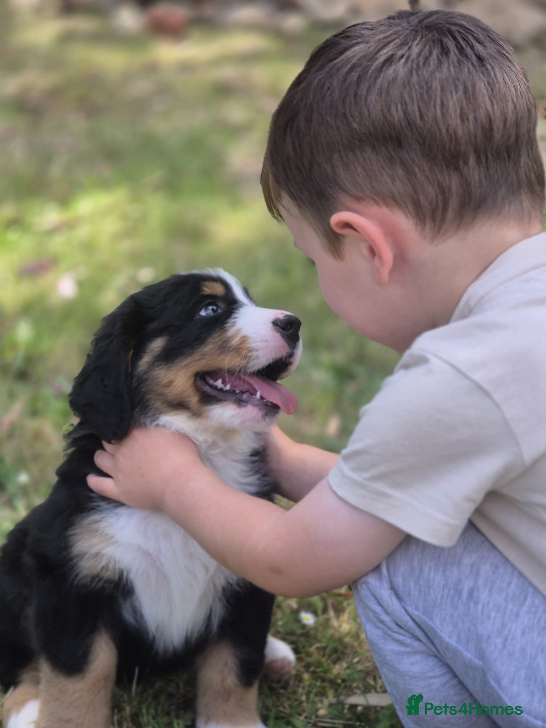 Bernese Mountain Dog dogs for sale: Symphony flam KC Bernese Mountain Puppies - Advert 2