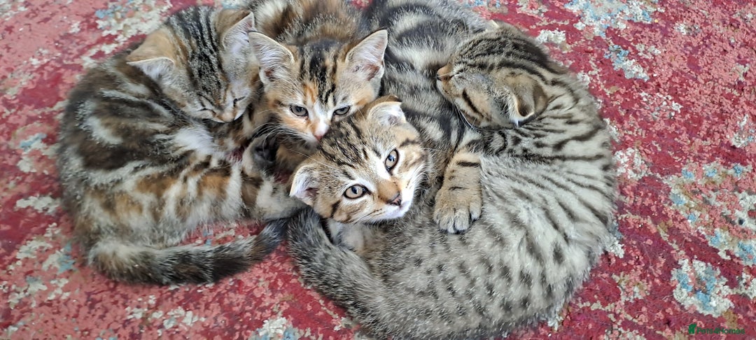 Scottish Fold cats for sale: Beautiful kittens ready for forever loving homes  - Image 4