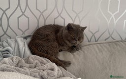 British Shorthair cats for sale: Male British short hair - Image 15