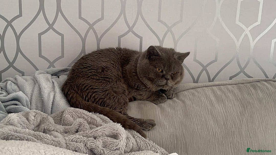 British Shorthair cats for sale: Male British short hair - Image 15
