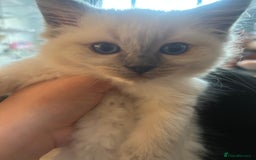 Ragdoll cats for sale: Ragdoll kittens for sale  - Image 4