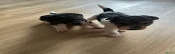 Fox Terrier dogs for sale: Beautiful wire fox terrier  - Advert 12