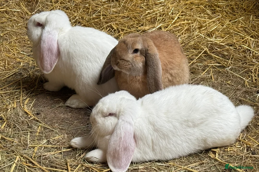 French Lop rabbits for sale: Pure bred French lops - Advert 1
