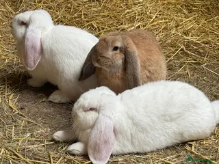 French Lop rabbits Pure bred French lops - Advert 6
