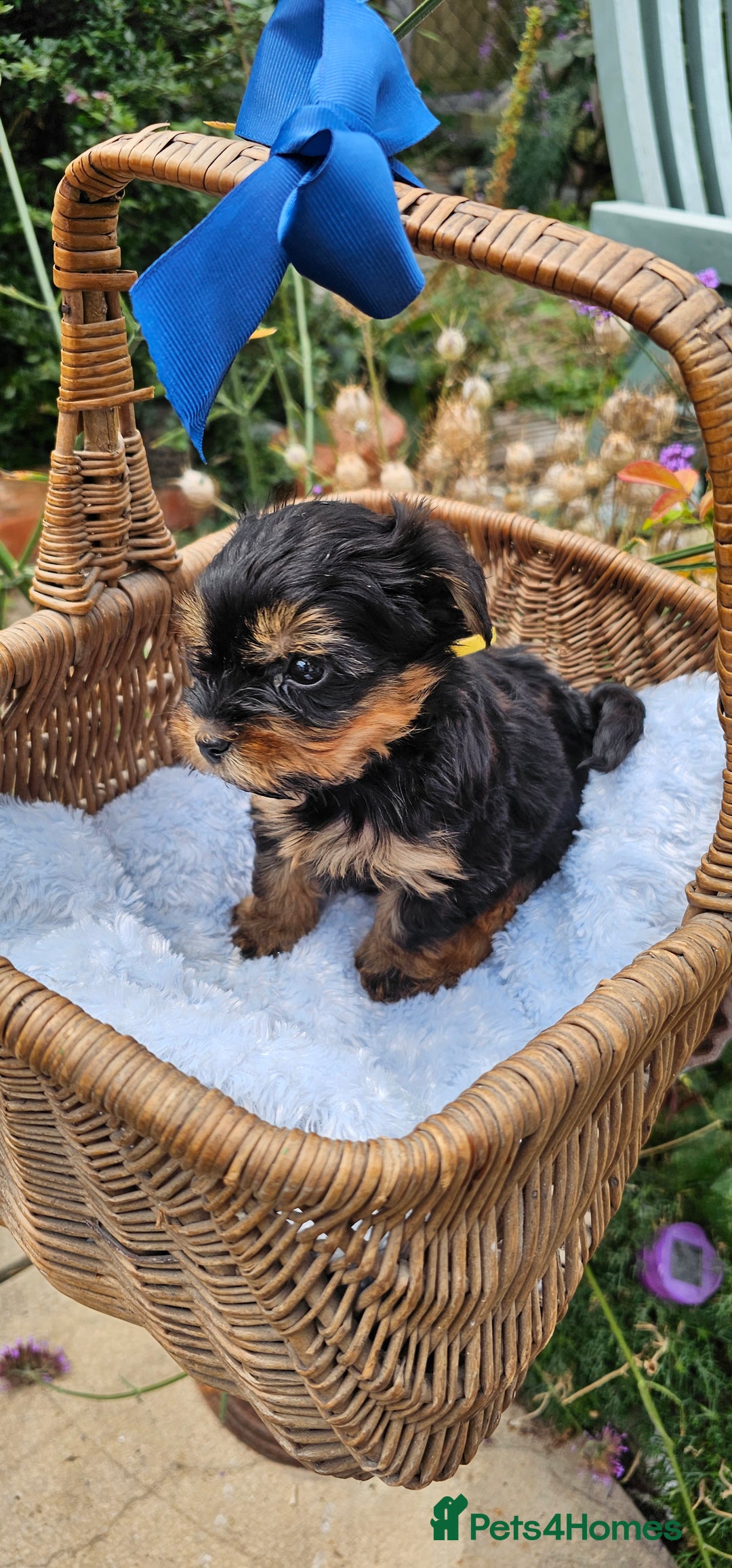 Yorkshire Terrier dogs for sale:  Yorkshire Terrier Puppies - Hampshire  - Image 5
