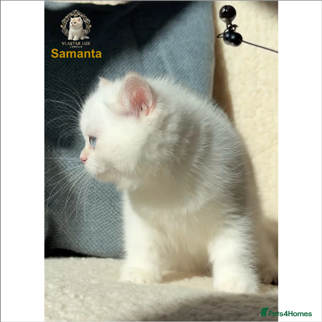 British Shorthair cats for sale: Vlastar Lux Samantha BSH BlackGolden Chinchilla CP - Advert 3