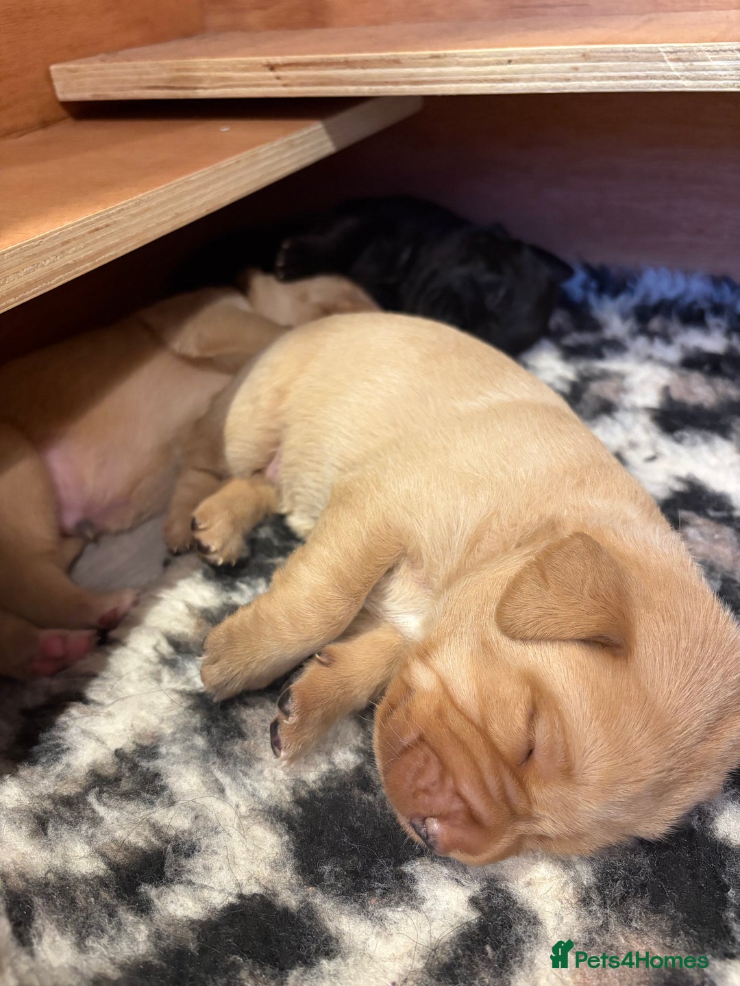 Labrador Retriever dogs for sale: Labrador pups, well-socialised & family raised - Image 11