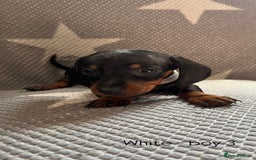 Dachshund dogs for sale:  !!Reduced!!READY TO LEAVE!! miniature dachshunds  - Image 8