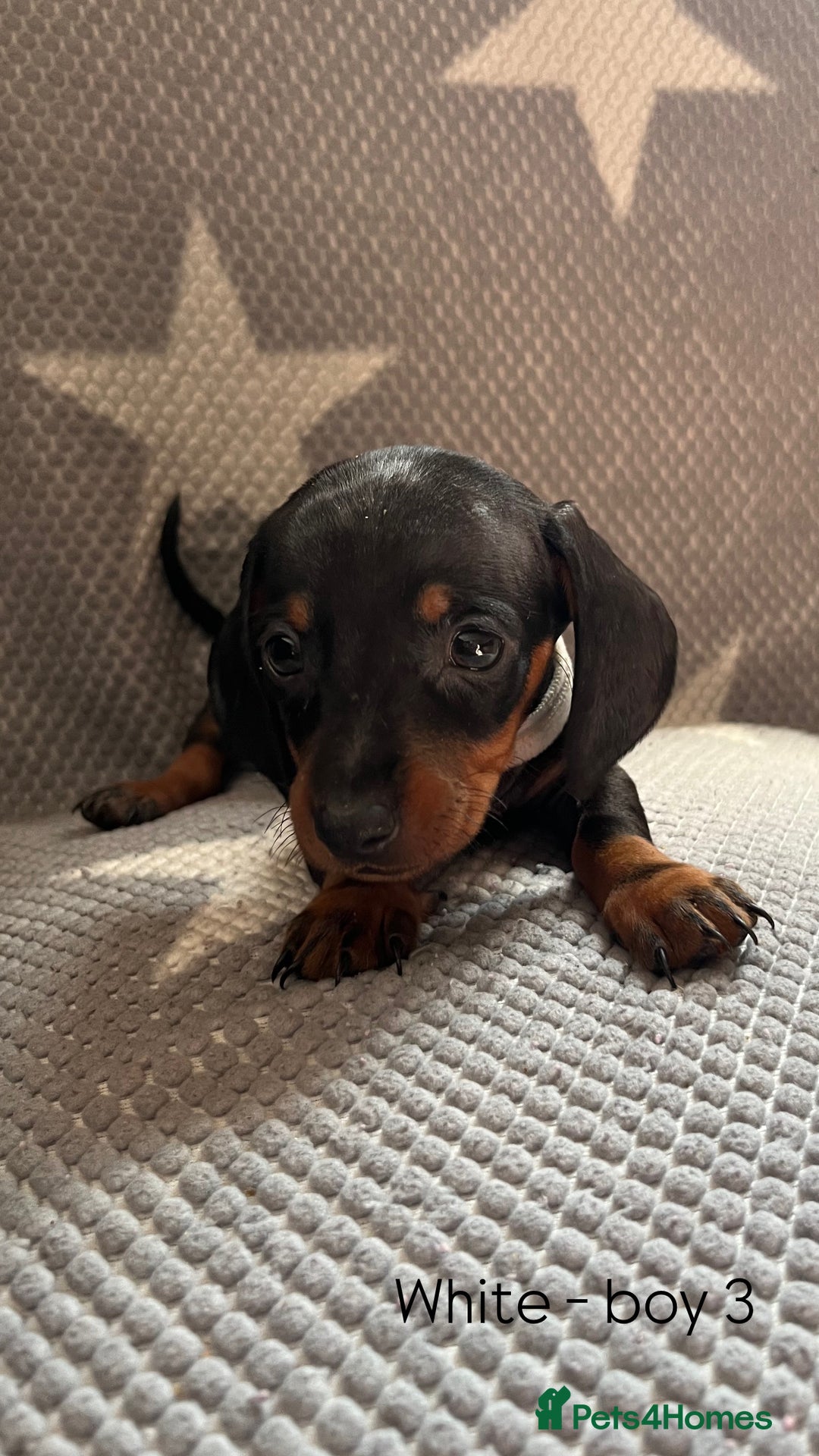 Dachshund dogs for sale:  !!Reduced!!READY TO LEAVE!! miniature dachshunds  - Image 8