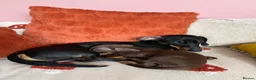 Miniature Dachshund dogs for sale: Dachshund mini puppies  in Hastings - Advert 6