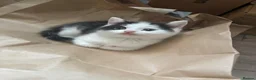 Mixed Breed cats for sale: Black and white male kitten  - Advert 1