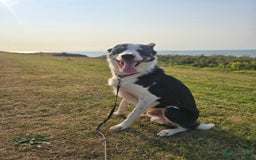 Border Collie dogs for sale: Border Collie - Image 3