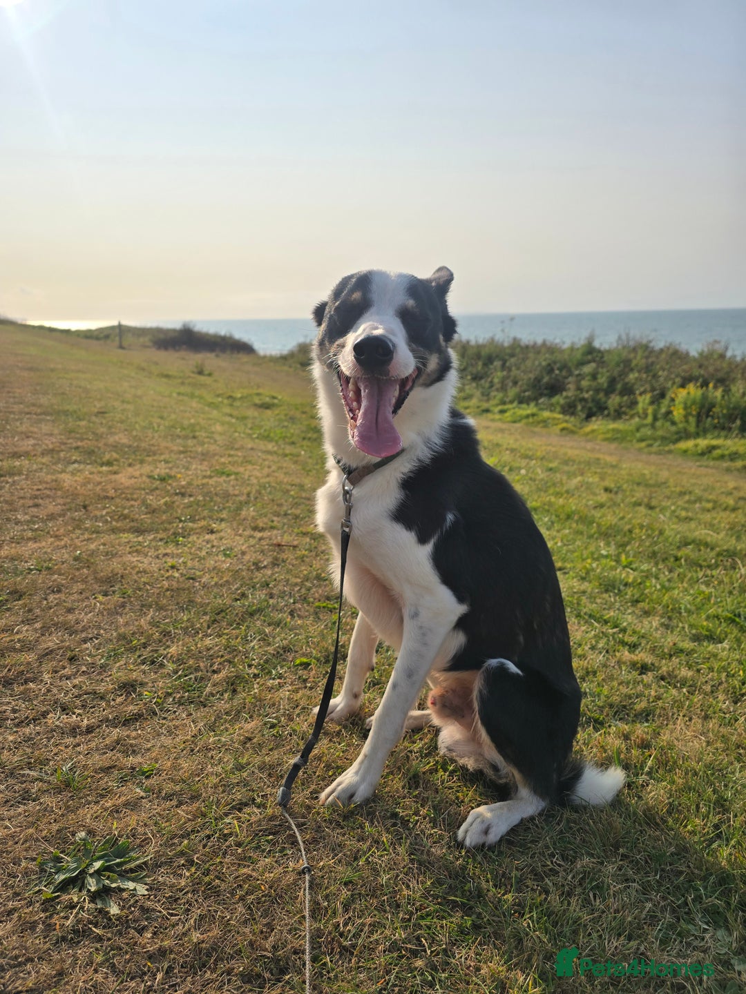 Border Collie dogs for sale: Border Collie - Image 3