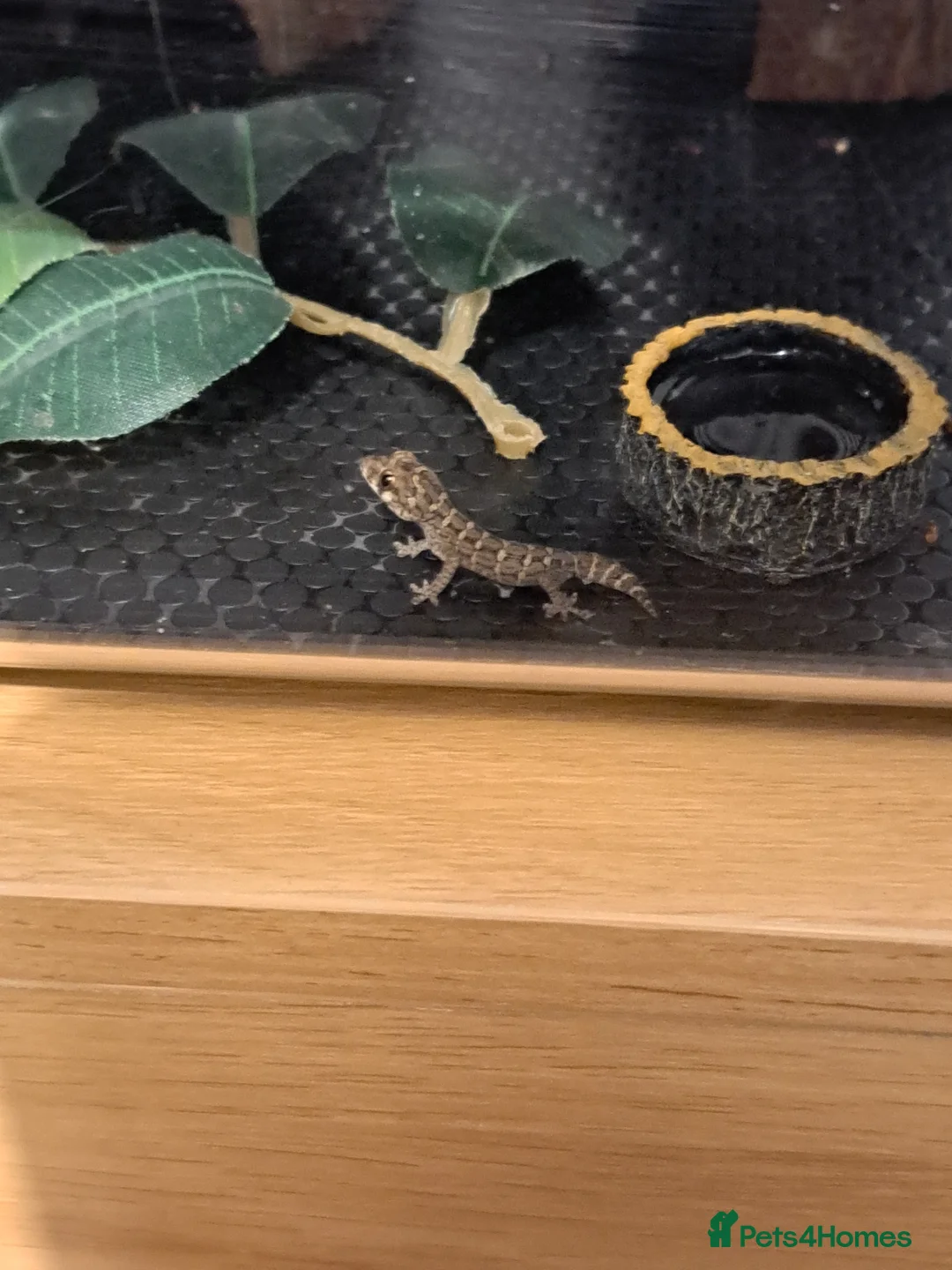 Gecko reptiles for sale: Viper geckos in Ramsgate - Advert 2