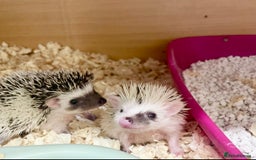 Pygmy Hedgehog rodents for sale: Adorable, Friendly African Pygmy Hedgehog Babies  - Image 8