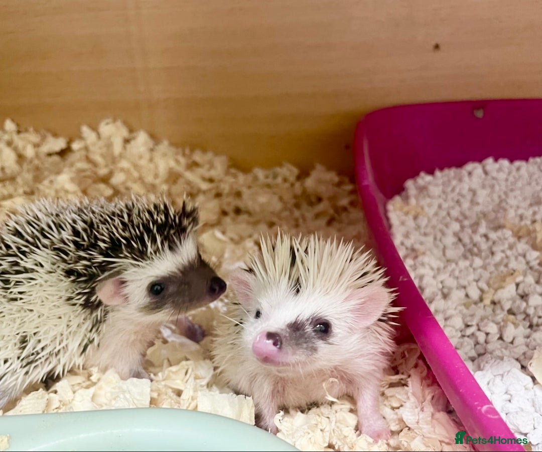 Pygmy Hedgehog rodents for sale: Adorable, Friendly African Pygmy Hedgehog Babies  - Image 8