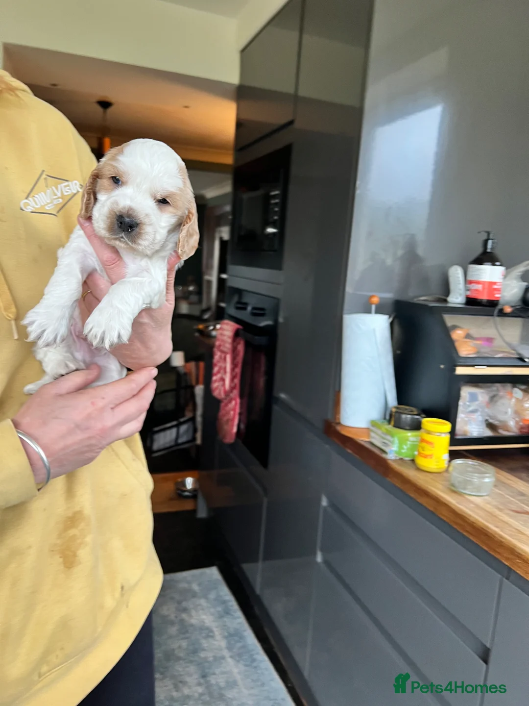 Cocker Spaniel dogs for sale: Our little cocker boys. - Advert 1