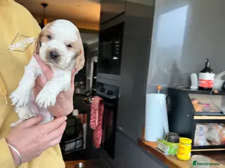 Cocker Spaniel dogs Our little cocker boys. - Advert 2