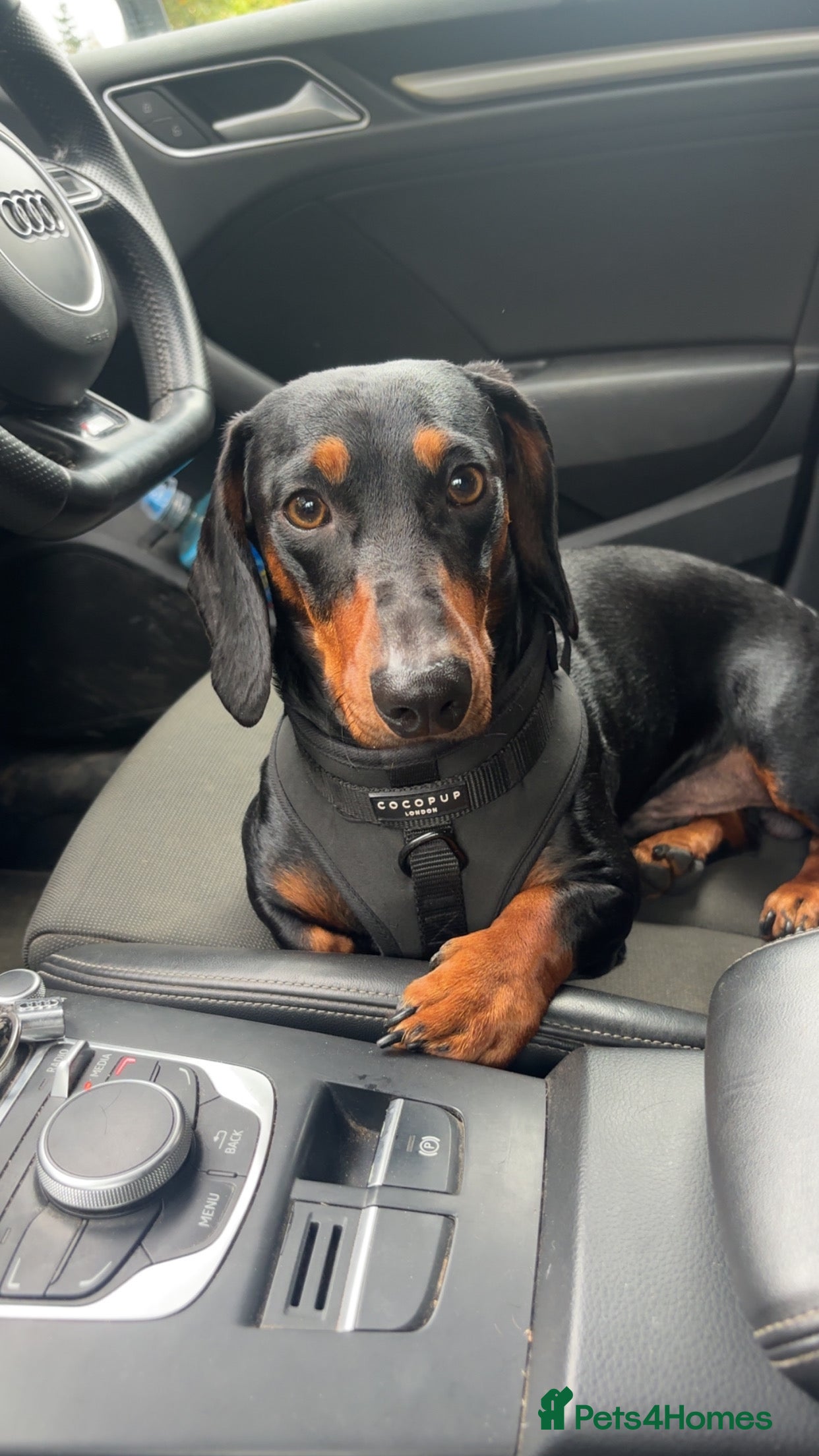 Dachshund dogs Dexter. Stud available  - Advert 1
