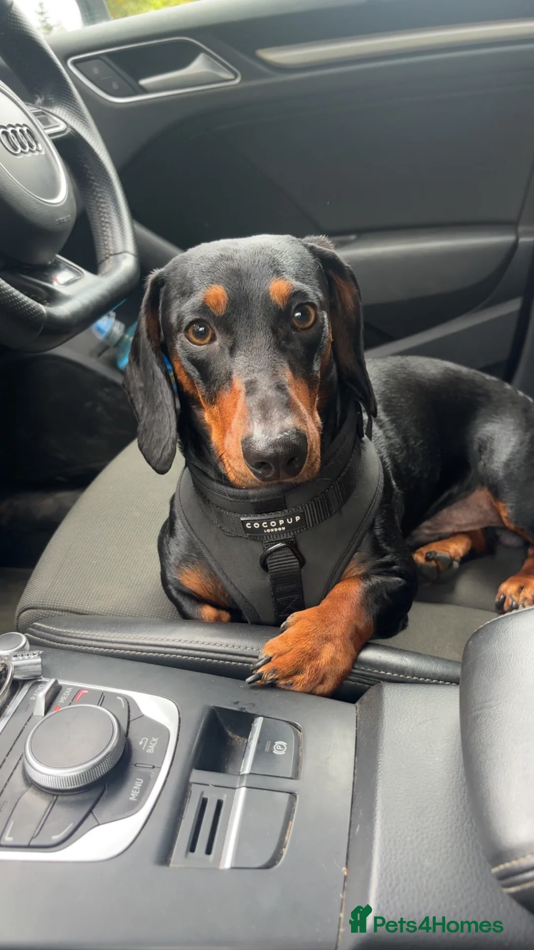 Dachshund dogs for stud: Dexter. Stud available  in Glasgow - Advert 1