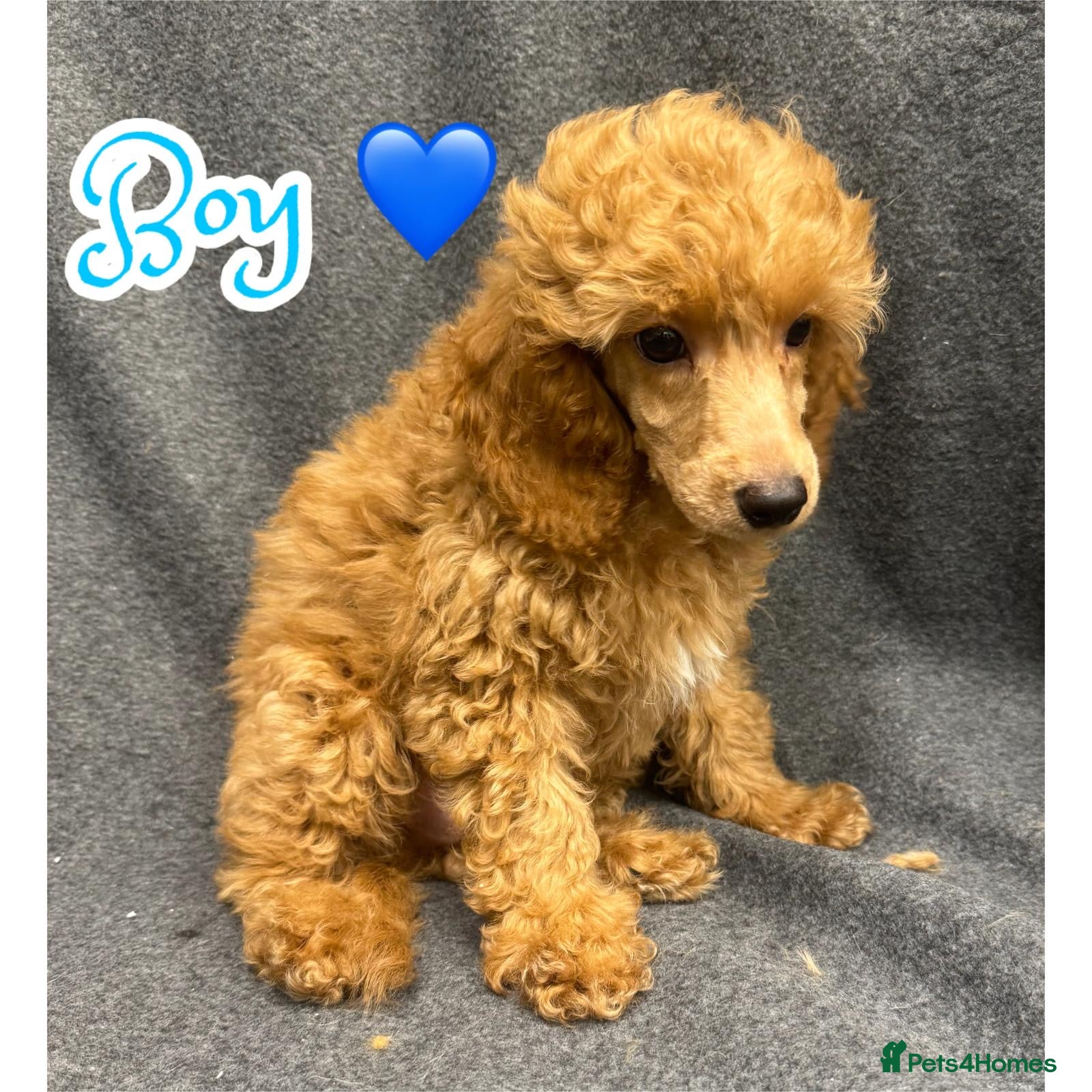 Mixed Breed dogs Toy x miniature poodle - Advert 10