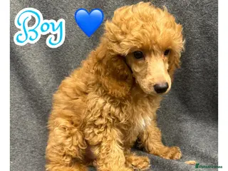 Mixed Breed dogs Toy x miniature poodle - Advert 10