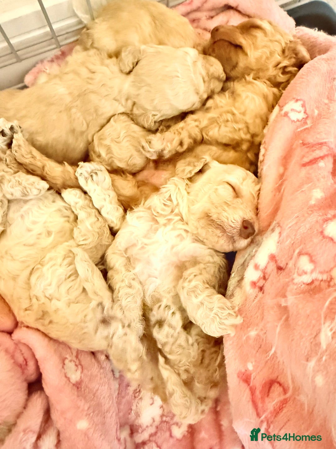 Miniature Poodle dogs for sale: Miniature Pedigree Poodles  - Advert 4