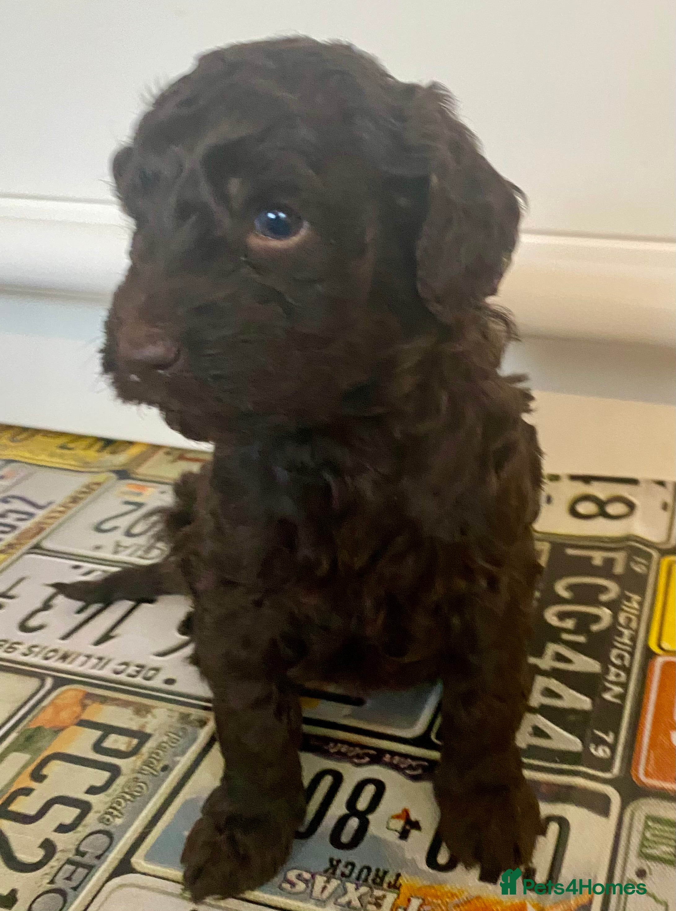 Double Doodle Puppy 6