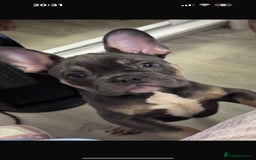 French Bulldog dogs for sale: French bulldog puppy  - Image 4