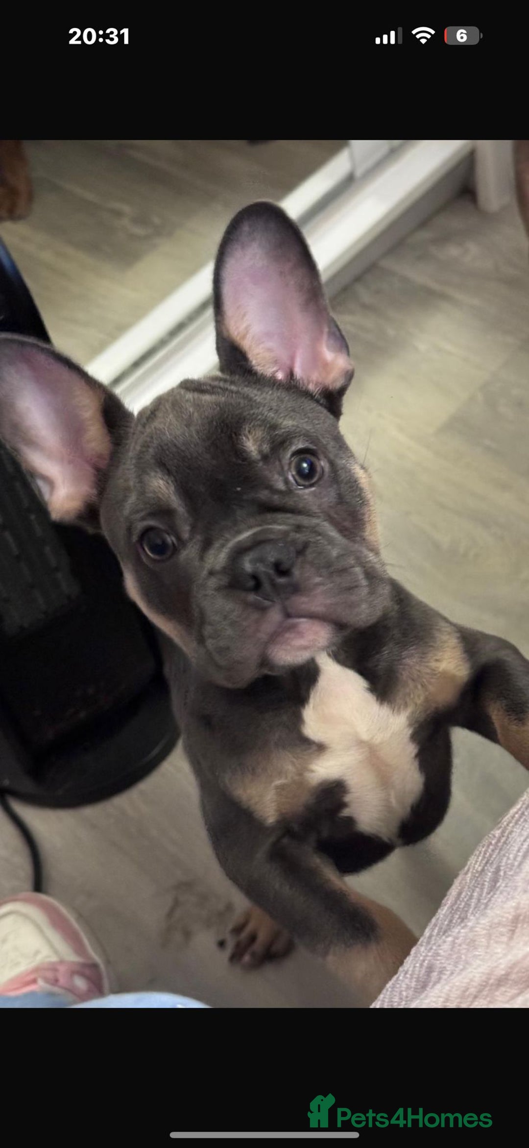 French Bulldog dogs for sale: French bulldog puppy  - Image 4