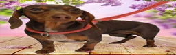 Miniature Dachshund dogs for sale: Miniature dachshunds 3 boys 1 girl  - Advert 1