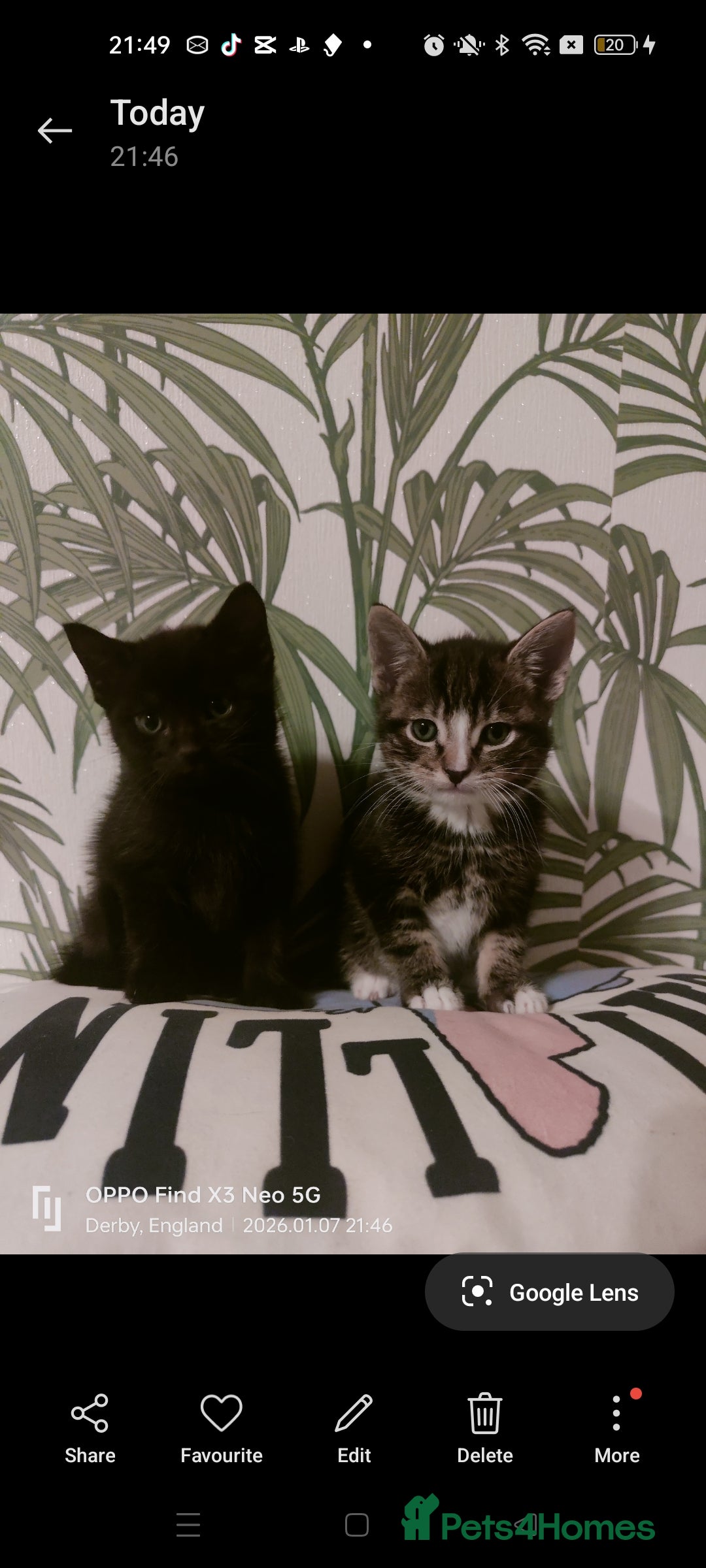 Mixed Breed cats for sale: Three kittens available  - Advert 2