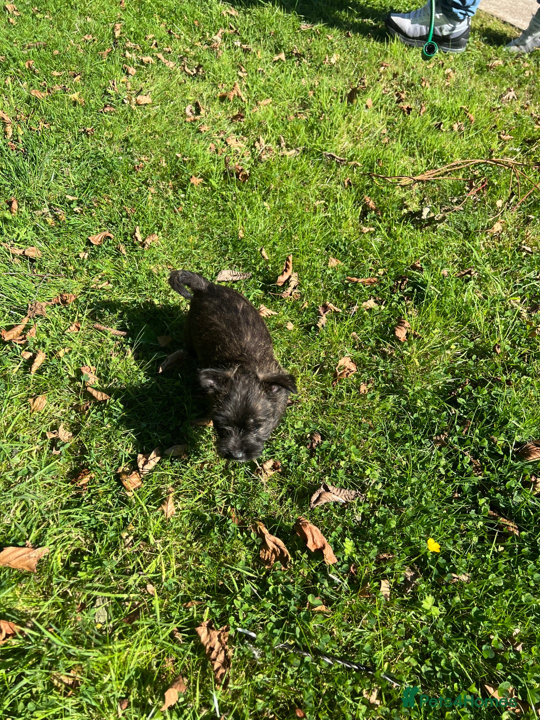 Mixed Breed dogs for sale: West highland terrier/poodle - Image 9