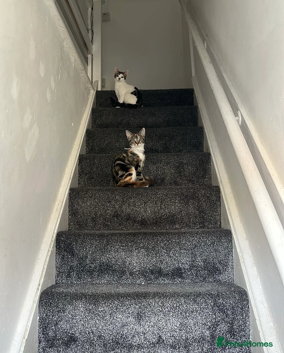 Domestic Shorthair cats for sale: 2 cats for sale - Advert 1