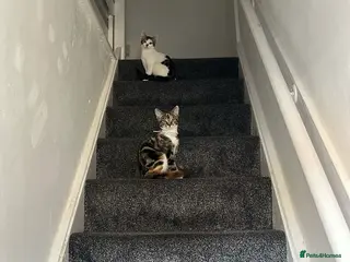 Domestic Shorthair cats 2 cats for sale - Advert 3