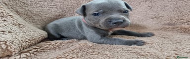Staffordshire Bull Terrier Puppy 6