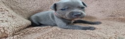 Staffordshire Bull Terrier dogs for sale: Dewellsblue - Advert 14