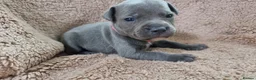 Staffordshire Bull Terrier dogs for sale: Dewellblue - Advert 15