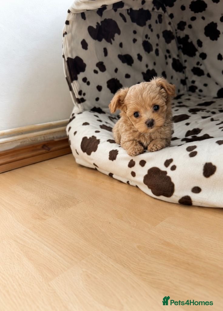 Maltipoo dogs  Maltipoo Puppies for Sale  - Advert 11