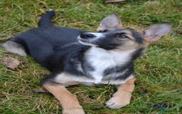 Mixed Breed dogs for adoption: ❤️🐶Busia- 6(7) month lower-medium girl ❤️🐶 - Advert 4