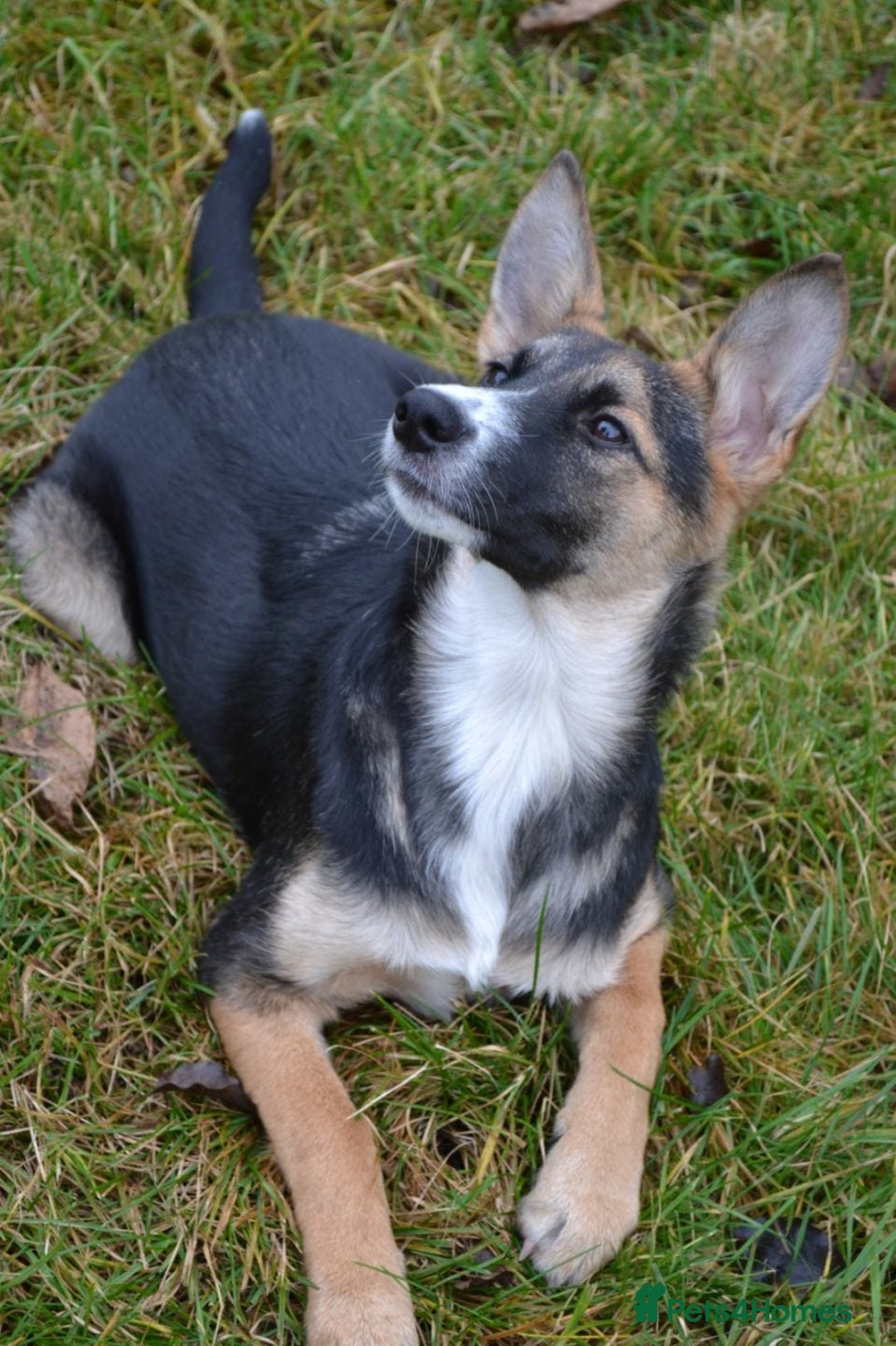 Mixed Breed dogs for adoption: ❤️🐶Busia- 6(7) month lower-medium girl ❤️🐶 - Advert 4