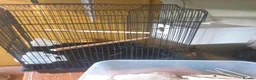 Budgerigars birds for sale: Complete Budgie Breeding Setup – 18-Month-Old Pair in Banbury - Advert 2